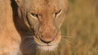 Machaba Botswana Okavango Delta Machaba Camp Lion Sightings Update June 2017