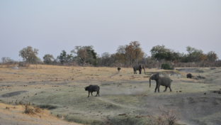 Zimbabwe Hwange Deteema Springs Wildlife Sightings September 2020 Elephant Banner