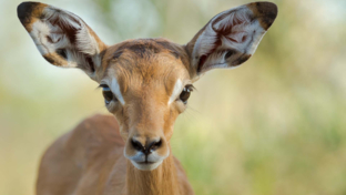 Botswana Okavango Delta Machaba Camp Sightings December 2021 Impala