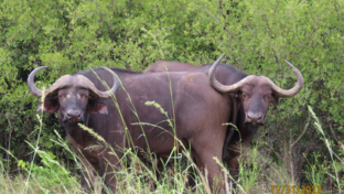 Machaba Botswana Okavango Delta Machaba Camp Buffalos