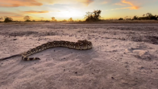 On Safari Nala Episode 12 Puff Adder Thumbnail