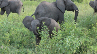 Machaba Botswana Chobe Ngoma Sighting July 2020 Thumbnail