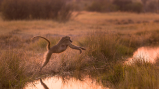 Botswana Machaba Camp Sightings September 2021 Wildlife