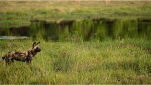 Machaba Botswana Okavango Delta Machaba Camp Sightings March 2020 Thumbnail
