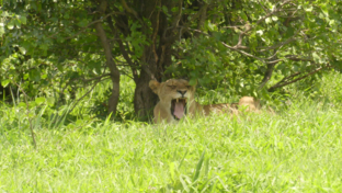 Machaba Zimbabwe Deteema Springs Sighting February 2020 Landing Lion