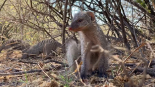 Machaba Botswana Machaba Camp Safari Nala Banded Mongoose Thumbnail