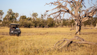 Botswana Gomoti Camp Game Drive