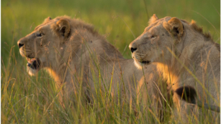 Machaba Camp Botswana Okavango Delta Little Machaba Camp Lions Sightings February 2019