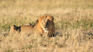 Verneys Zimbabwe May Wildlife Sighting Report Lion