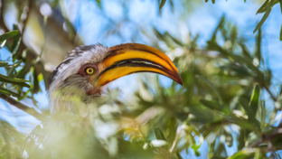 Botswana Okavango Delta Machaba Camp Sightings Feb 2021 Hornbill