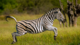 Machaba Camp Botswana Okavango Delta Little Machaba Camp Zebra Sightings March 2019