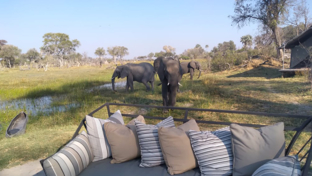 Botswana   Okavango Delta   Gomoti Plains   August Sightings 2021   Elephants Close To Camp