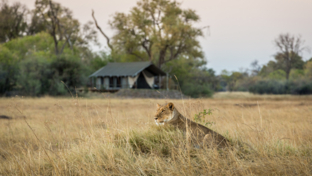 Machaba Safaris International Travel Award Nomination Safari Experience Mokoro Banner