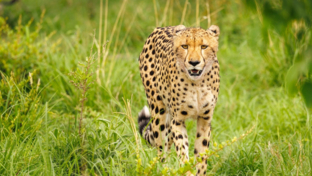 Machaba Kiri Camp Wildlife Sightings Decemberr 2025 Cheetah Prowling