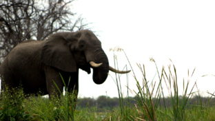 Machaba Camp Botswana Okavango Delta Little Machaba Camp Elephant Sightings February 2018
