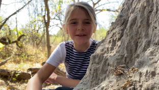 On Safari Nala Episode 17 Baboon Spider Thumbnail