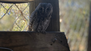 Machaba Botswana Okavango Delta Gomoti Plains Leopard Sightings July 2020 Owl Thumbnail