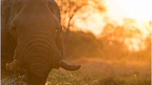 Machaba Botswana Okavango Delta September Sightings 2020 Elephant Thumbnail
