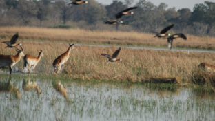 Machaba Botswana Okavango Delta Machaba Camp Antilops Birds