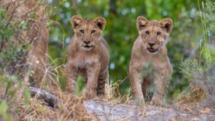 Botswana Okavango Delta Kiri Camp Lion Cubs