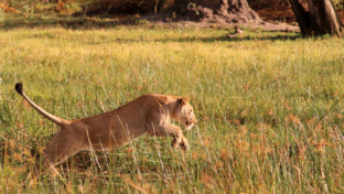Machaba Botswana Okavango Delta Gomoti Plains Camp Lion Sightings November 2017