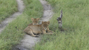 Gomoti Plains Botswana Wildlife Sighting March Lion Cubs