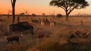 Machaba Camp   Botswana   Wildlife Stories   May 2022   Zebras Defend The Dead
