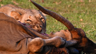 Machaba Mana River Camp Wildlife Sightings October 2025 Lioness Feeding