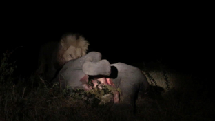 Machaba Camp Botswana Okavango Delta Little Machaba Camp Lion 2 Sightings November 2018