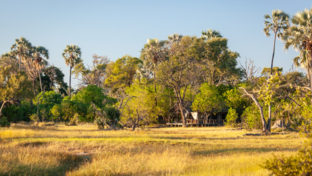 Gomoti Plains Guest Testimonial Banner