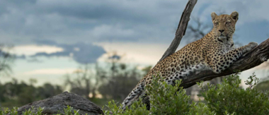 Machaba Botswana Okavango Delta Machaba Safaris Leopard Sightings February 2017
