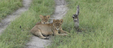 Gomoti April Wildlife Sighting Cta