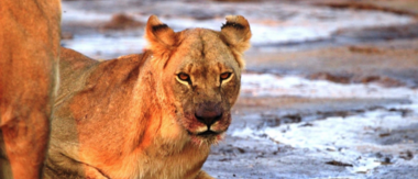 Machaba Zimbabwe Hwange Verneys Camp Lion Sightings April 2019