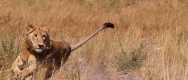Machaba Botswana Okavango Delta Gomoti Plains Running Lion Sightings May 2018