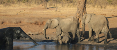 Machaba Zimbabwe Hwange Verneys Camp Elephants Sightings August 2019