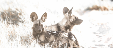 Machaba Camp Botswana Okavango Delta Little Machaba Camp Hyena Sightings October 2019