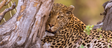 Machaba Camp Botswana Okavango Delta Little Machaba Camp Leopard Sightings July 2019