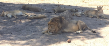 Machaba Zimbabwe Hwange Verneys Camp Lions September October 2019