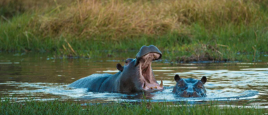 On Safari Nala Episode 16 Cta Hippopotamus