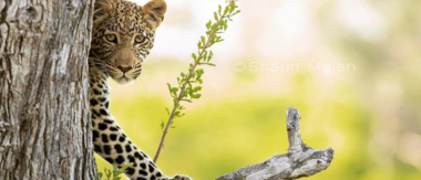 Botswana Okavango Delta Machaba Camp Leopard Sightings 2017 December