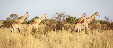 Botswana Machaba Giraffes Sightings