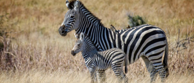 Machaba Wildlife Report May Verneys Cta