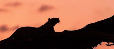 Machaba Camp Botswana Okavango Delta Little Machaba Camp Leopard 1 Sightings November 2018