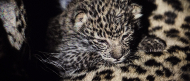 Machaba Camp Botswana Okavango Delta Little Machaba Camp Leopard Cub Sightings August 2019