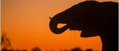 Machaba Botswana Okavango Delta Machaba Camp Cta Report May Sightings 2020