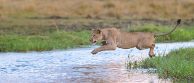 Machaba Camp Botswana Okavango Delta Little Machaba Camp River Lion Sightings December 2018