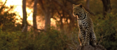 Machaba Camp Botswana Okavango Delta Little Machaba Camp Leopard Sightings September 2017