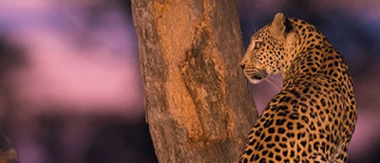 Machaba Camp Botswana Okavango Delta Little Machaba Camp Leopard 1 Sightings April 2018