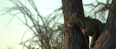 Machaba Botswana Okavango Delta Leopard 1 Sightings Update July 2017