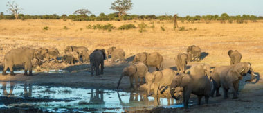 Machaba Zimbabwe Hwange Verneys Camp Elephants Sightings June 2016